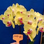 Phalaenopsis Lianher Yellow Butterfly