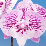 Phalaenopsis Fullers 89303
