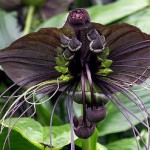Tacca chantrieri, black bat plant, bat plant