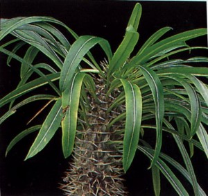 Pachypodium lamerii