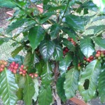 Coffea arabica coffee tree
