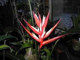 Heliconia angusta red christmas