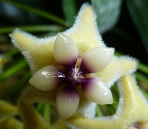 Hoya coriacea flower