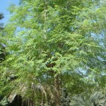 Moringa oleifera