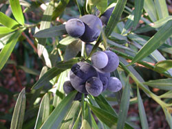 Podocarpus elatus plum pine