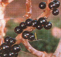 myrciaria cauliflora