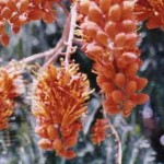 Colvillea racemosa