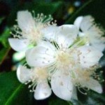 Eugenia brasiliensis flower