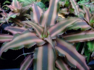 Cryptanthus striatum 'Sunshine'