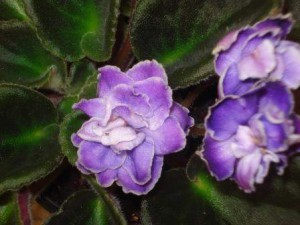African Violet Opt Trinidad