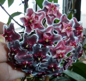 Hoya pubicalyx hawaiian royal purple