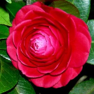 Camellia japonica 'Black tie'