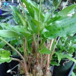 Scilla ovalifolia