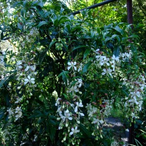 Clerodendron nutans