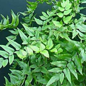 pellaea macrophylla