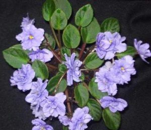 African Violet Everdina Miniature