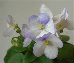African Violet Childs Play