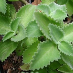 Plectranthus amboinicus