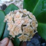 Hoya dischorensis