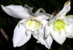 Eucharis x grandiflora