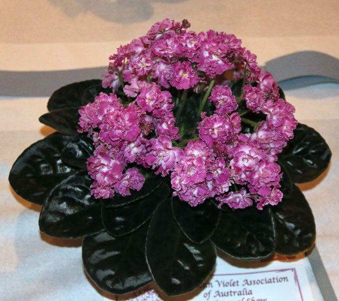 African Violet Day Dream