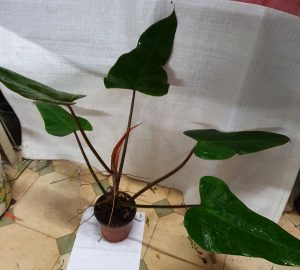 Philodendron erubescens Red
