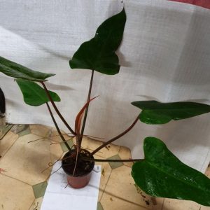 Philodendron erubescens Red