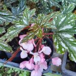 Begonia diadema ‘Pink Delight’