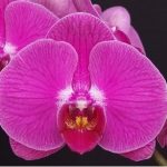 Phalaenopsis Ox Allure Beauty