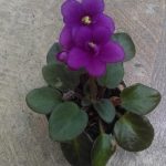 African Violet Opt Little Ruby