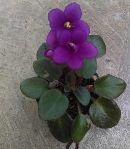 African Violet Opt Little Ruby