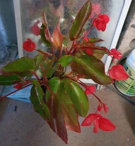 Begonia red dragon