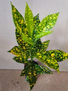 Codiaeum variegatum 'aureo-maculatum'