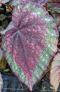 Begonia rex 'Plum Paisley'