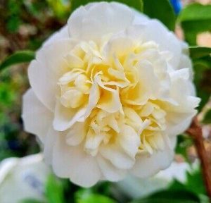Camellia japonica 'Lemon Drop