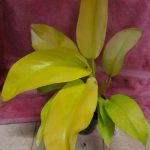 Philodendron Ceylon Beauty