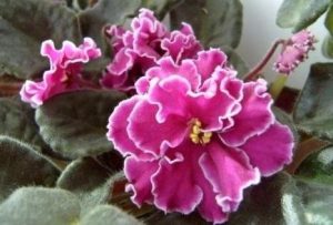 African violet Fire Mountain