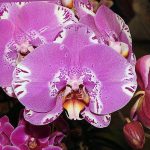 Phalaenopsis Fuller's 3545