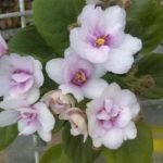 African Violet Childs Play Pink
