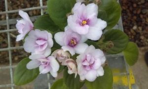 African Violet Childs Play Pink