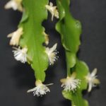 Rhipsalis oblonga flower