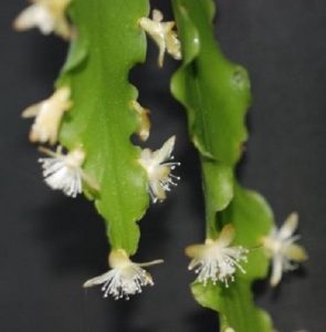 Rhipsalis oblonga flower