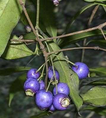 Syzygium oleosum
