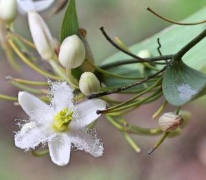 Eustrephus latifolius Flower