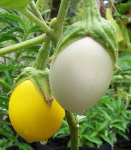 Solanum melongena Golden Egg