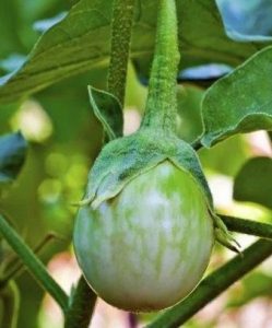 Solanum melongena Thai Round Green Eggplant