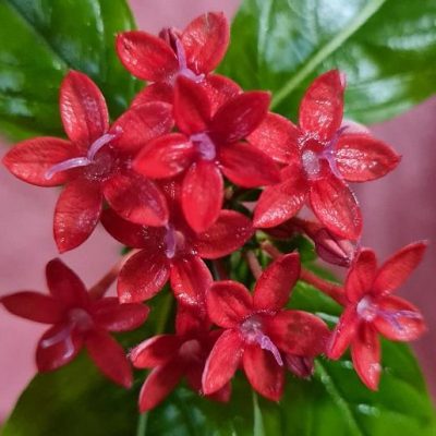 Cuphea hyssopifolia Red