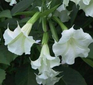Brugmansia suaveolens ‘White’