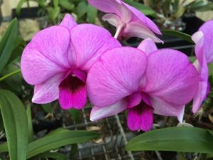 Dendrobium Dal's Deluxe Pansy x Dal's Wizard