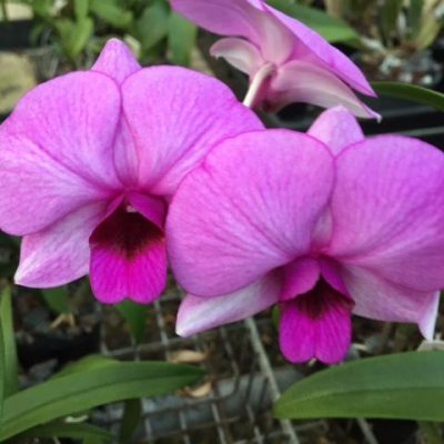 Dendrobium Dal's Deluxe Pansy x Dal's Wizard